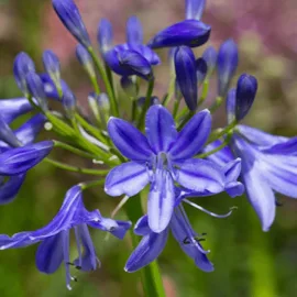 agapanthus