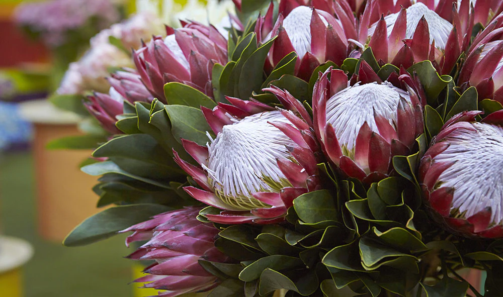 protea